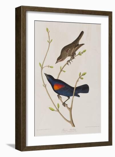 Illustration from 'Birds of America', 1827-38-John James Audubon-Framed Giclee Print