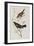 Illustration from 'Birds of America', 1827-38-John James Audubon-Framed Giclee Print