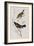 Illustration from 'Birds of America', 1827-38-John James Audubon-Framed Giclee Print