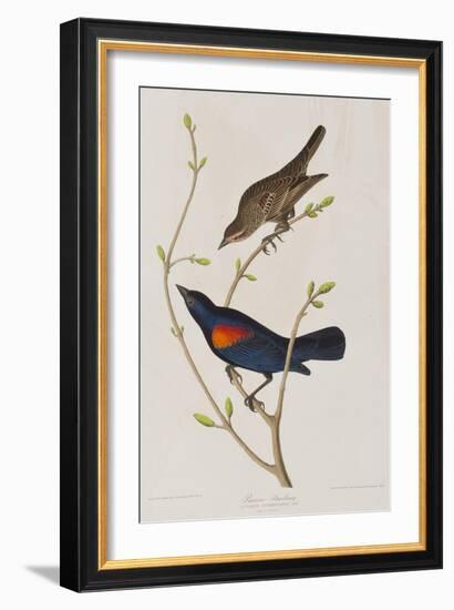 Illustration from 'Birds of America', 1827-38-John James Audubon-Framed Giclee Print