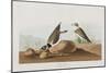 Illustration from 'Birds of America', 1827-38-John James Audubon-Mounted Giclee Print