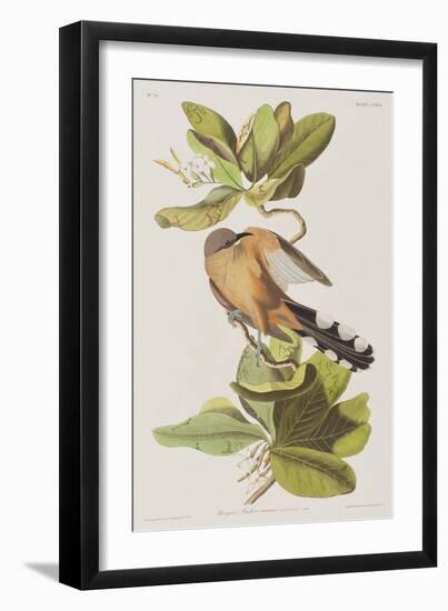 Illustration from 'Birds of America', 1827-38-John James Audubon-Framed Giclee Print