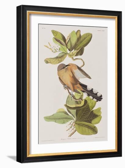 Illustration from 'Birds of America', 1827-38-John James Audubon-Framed Giclee Print