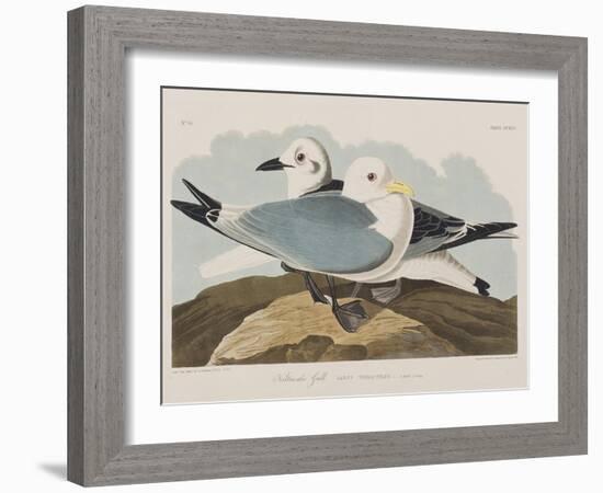 Illustration from 'Birds of America', 1827-38-John James Audubon-Framed Giclee Print