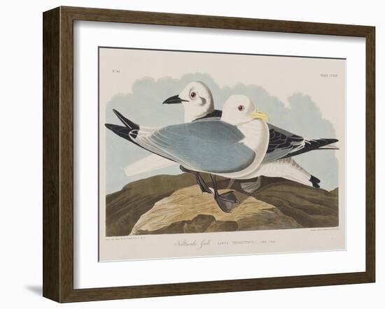 Illustration from 'Birds of America', 1827-38-John James Audubon-Framed Giclee Print