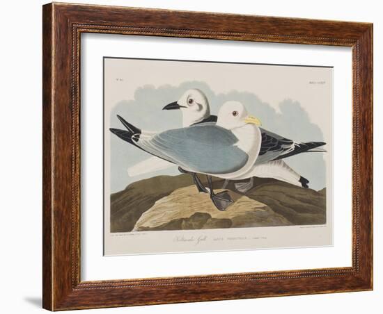 Illustration from 'Birds of America', 1827-38-John James Audubon-Framed Giclee Print