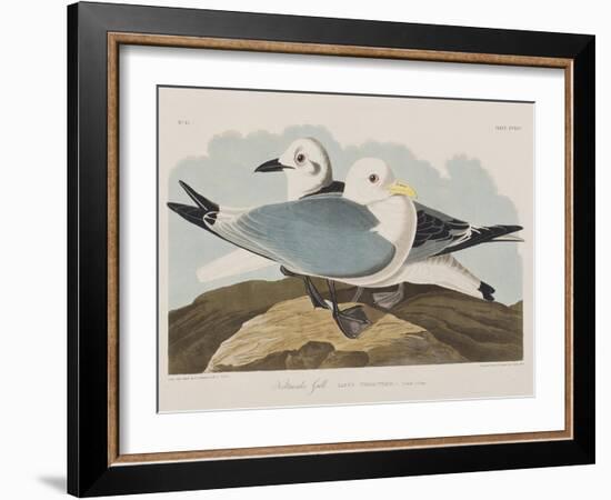 Illustration from 'Birds of America', 1827-38-John James Audubon-Framed Giclee Print