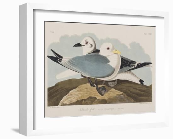 Illustration from 'Birds of America', 1827-38-John James Audubon-Framed Giclee Print