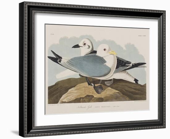 Illustration from 'Birds of America', 1827-38-John James Audubon-Framed Giclee Print