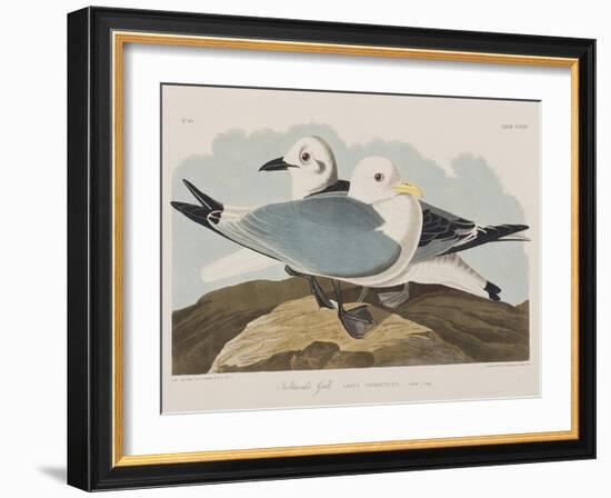 Illustration from 'Birds of America', 1827-38-John James Audubon-Framed Giclee Print