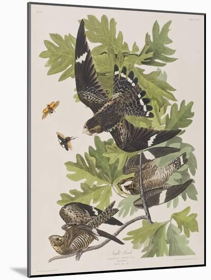 Illustration from 'Birds of America', 1827-38-John James Audubon-Mounted Giclee Print