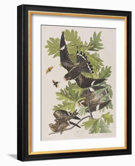 Illustration from 'Birds of America', 1827-38-John James Audubon-Framed Giclee Print