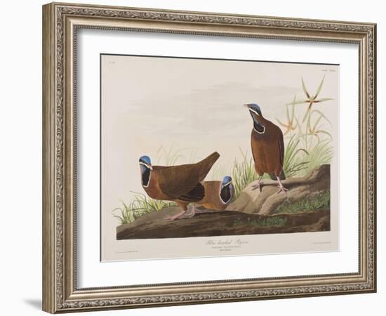 Illustration from 'Birds of America', 1827-38-John James Audubon-Framed Giclee Print