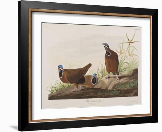 Illustration from 'Birds of America', 1827-38-John James Audubon-Framed Giclee Print