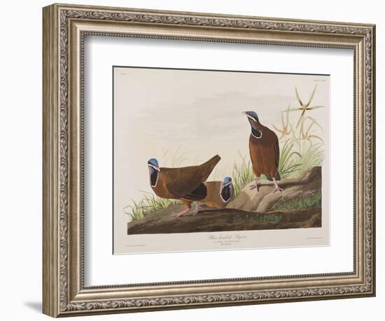 Illustration from 'Birds of America', 1827-38-John James Audubon-Framed Giclee Print