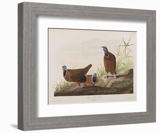 Illustration from 'Birds of America', 1827-38-John James Audubon-Framed Giclee Print