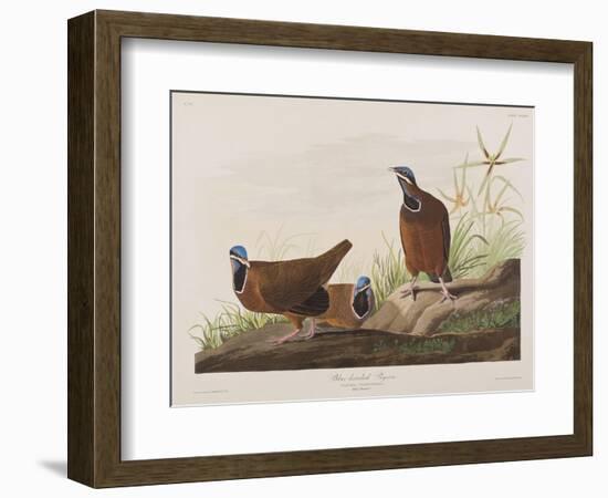 Illustration from 'Birds of America', 1827-38-John James Audubon-Framed Giclee Print