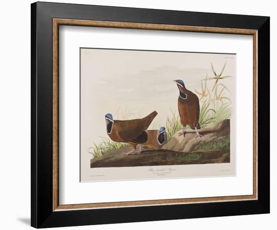 Illustration from 'Birds of America', 1827-38-John James Audubon-Framed Giclee Print