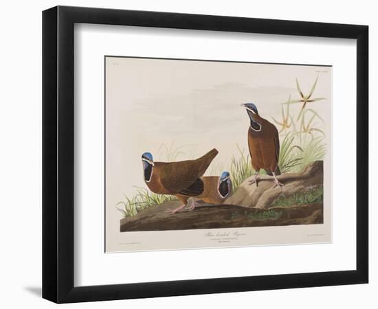 Illustration from 'Birds of America', 1827-38-John James Audubon-Framed Giclee Print