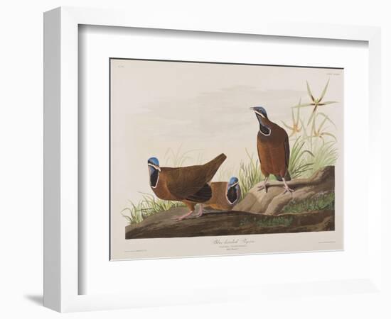 Illustration from 'Birds of America', 1827-38-John James Audubon-Framed Giclee Print