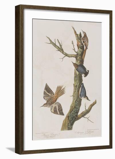 Illustration from 'Birds of America', 1827-38-John James Audubon-Framed Giclee Print