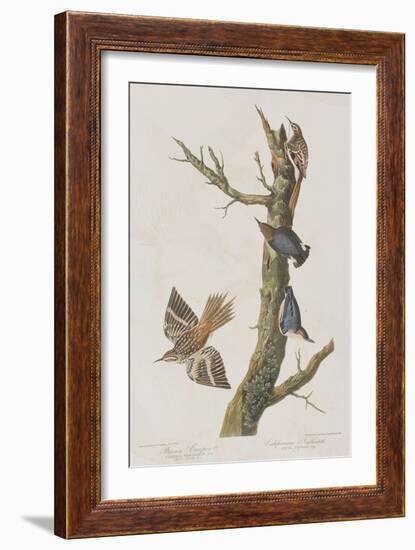 Illustration from 'Birds of America', 1827-38-John James Audubon-Framed Giclee Print