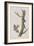 Illustration from 'Birds of America', 1827-38-John James Audubon-Framed Giclee Print