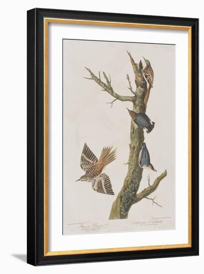 Illustration from 'Birds of America', 1827-38-John James Audubon-Framed Giclee Print