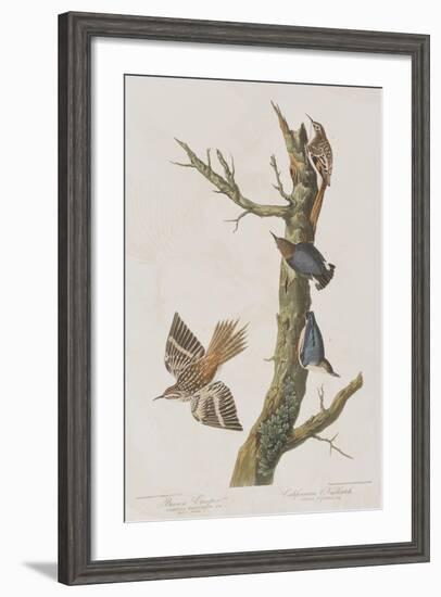 Illustration from 'Birds of America', 1827-38-John James Audubon-Framed Premium Giclee Print