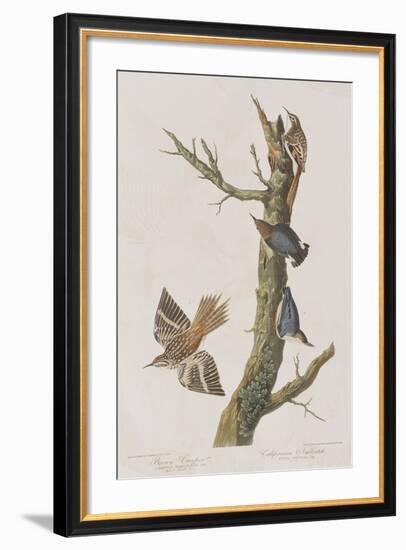 Illustration from 'Birds of America', 1827-38-John James Audubon-Framed Premium Giclee Print