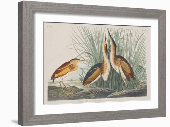 Illustration from 'Birds of America', 1827-38-John James Audubon-Framed Giclee Print