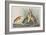 Illustration from 'Birds of America', 1827-38-John James Audubon-Framed Giclee Print