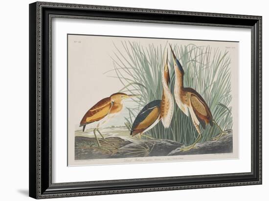 Illustration from 'Birds of America', 1827-38-John James Audubon-Framed Giclee Print