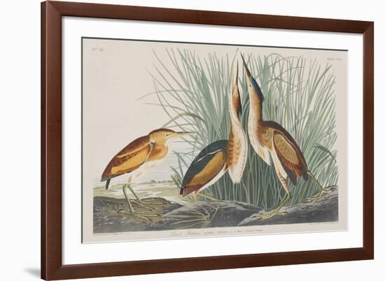 Illustration from 'Birds of America', 1827-38-John James Audubon-Framed Giclee Print