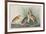 Illustration from 'Birds of America', 1827-38-John James Audubon-Framed Giclee Print