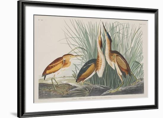 Illustration from 'Birds of America', 1827-38-John James Audubon-Framed Giclee Print