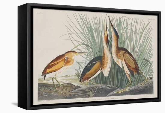 Illustration from 'Birds of America', 1827-38-John James Audubon-Framed Premier Image Canvas