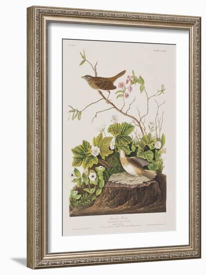 Illustration from 'Birds of America', 1827-38-John James Audubon-Framed Giclee Print