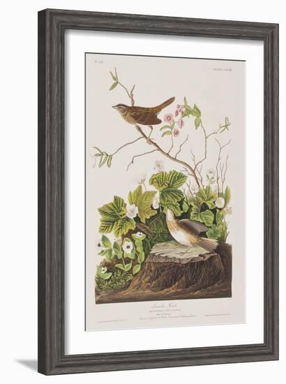 Illustration from 'Birds of America', 1827-38-John James Audubon-Framed Giclee Print