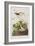 Illustration from 'Birds of America', 1827-38-John James Audubon-Framed Giclee Print