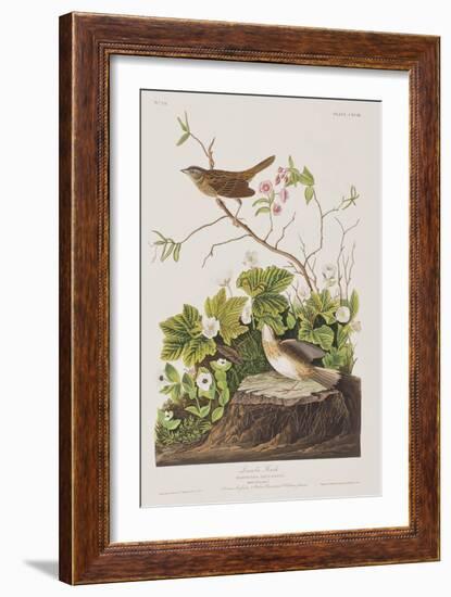 Illustration from 'Birds of America', 1827-38-John James Audubon-Framed Giclee Print