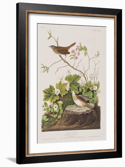 Illustration from 'Birds of America', 1827-38-John James Audubon-Framed Giclee Print