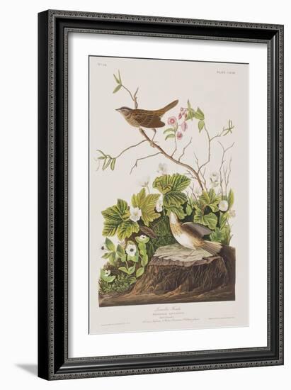 Illustration from 'Birds of America', 1827-38-John James Audubon-Framed Giclee Print