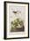 Illustration from 'Birds of America', 1827-38-John James Audubon-Framed Giclee Print