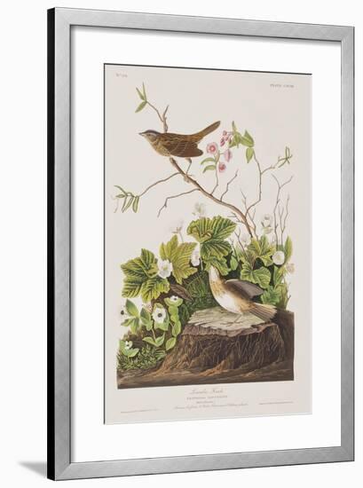 Illustration from 'Birds of America', 1827-38-John James Audubon-Framed Giclee Print