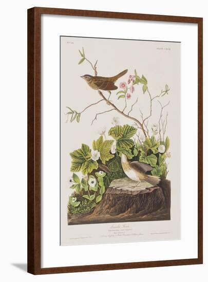 Illustration from 'Birds of America', 1827-38-John James Audubon-Framed Giclee Print