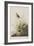 Illustration from 'Birds of America', 1827-38-John James Audubon-Framed Giclee Print