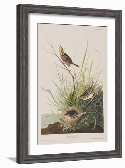 Illustration from 'Birds of America', 1827-38-John James Audubon-Framed Giclee Print