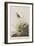 Illustration from 'Birds of America', 1827-38-John James Audubon-Framed Giclee Print