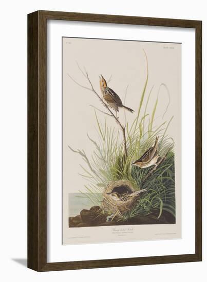 Illustration from 'Birds of America', 1827-38-John James Audubon-Framed Giclee Print